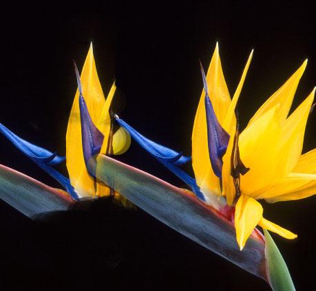 LOREAL imagen flores LOREAL imagen flores